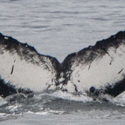 Fluke of Sentry