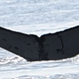 Fluke of Wallace