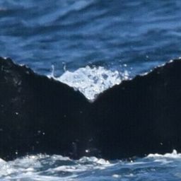 Fluke of CRC-21688