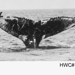 Fluke of NA-7196