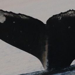 Fluke of CRC-22469