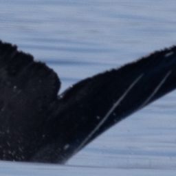 Fluke of CRC-21689
