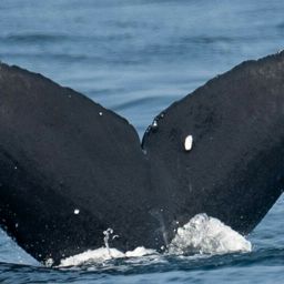 Fluke of CRC-21691