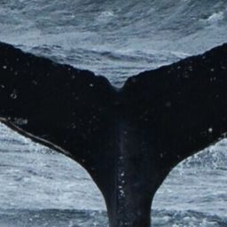 Fluke of HW-MN0430160
