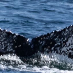 Fluke of HW-MN0430168