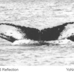 Fluke of Reflection