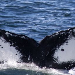 Fluke of HW-MN0401460