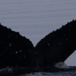 Fluke of HW-MN0401465