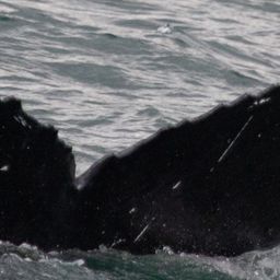 Fluke of HW-MN0401471