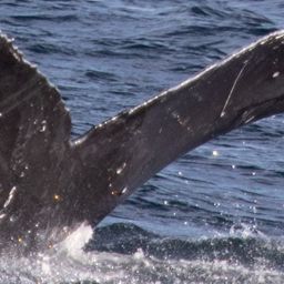 Fluke of HW-MN0401472