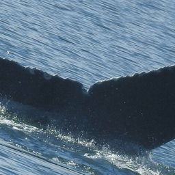 Fluke of 2023 calf of SEAK-2455