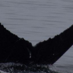 Fluke of CRC-22032