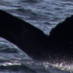 Fluke of SEAK-5602
