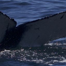 Fluke of CRC-21698