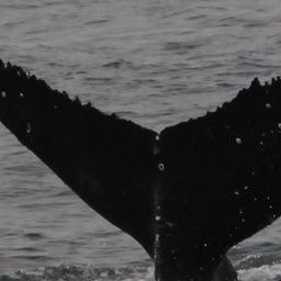 Fluke of CRC-21707