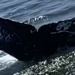 Fluke of CRC-21718