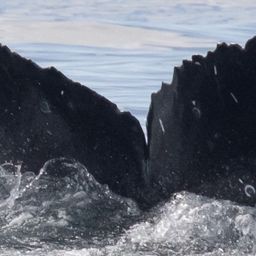 Fluke of CRC-21721