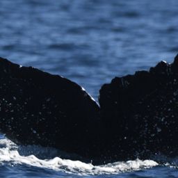 Fluke of CRC-21722