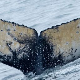 Fluke of CRC-21725