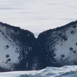 Fluke of CRC-21726