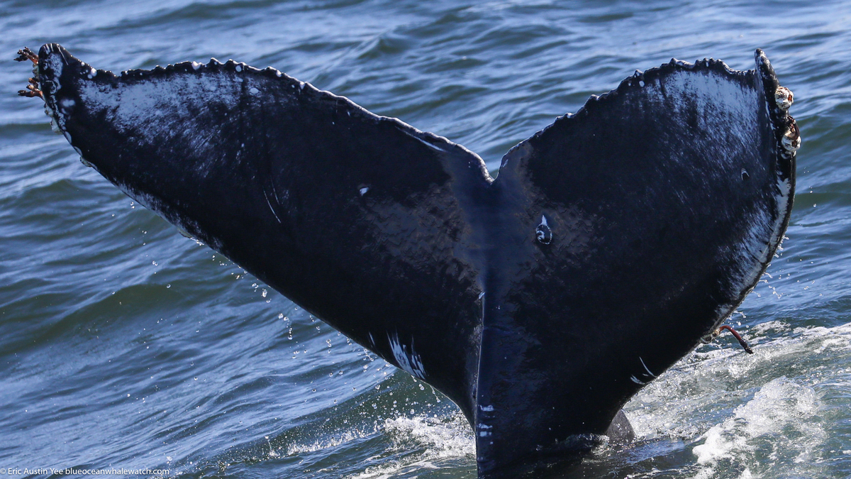 Fluke of CRC-21727