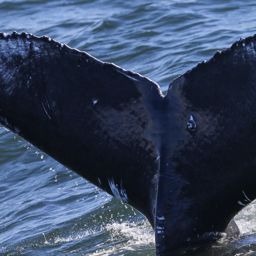 Fluke of CRC-21727