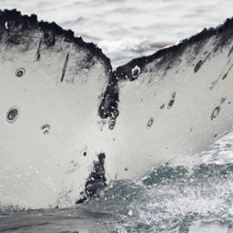 Fluke of CRC-21731