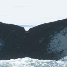 Fluke of CRC-21733