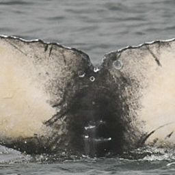 Fluke of Domino