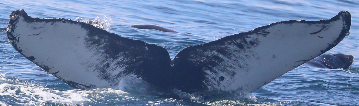 Fluke of Boomerang (Monterey)