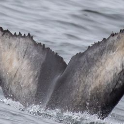 Fluke of CRC-21737