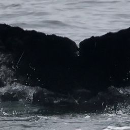 Fluke of CRC-21740