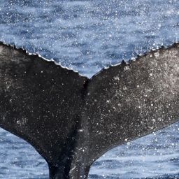 Fluke of CRC-21140