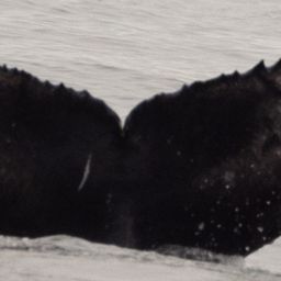 Fluke of CRC-21741