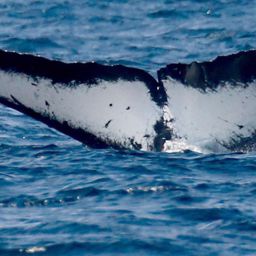 Fluke of CRC-10603