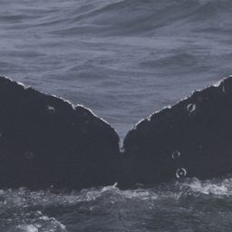 Fluke of CRC-21742