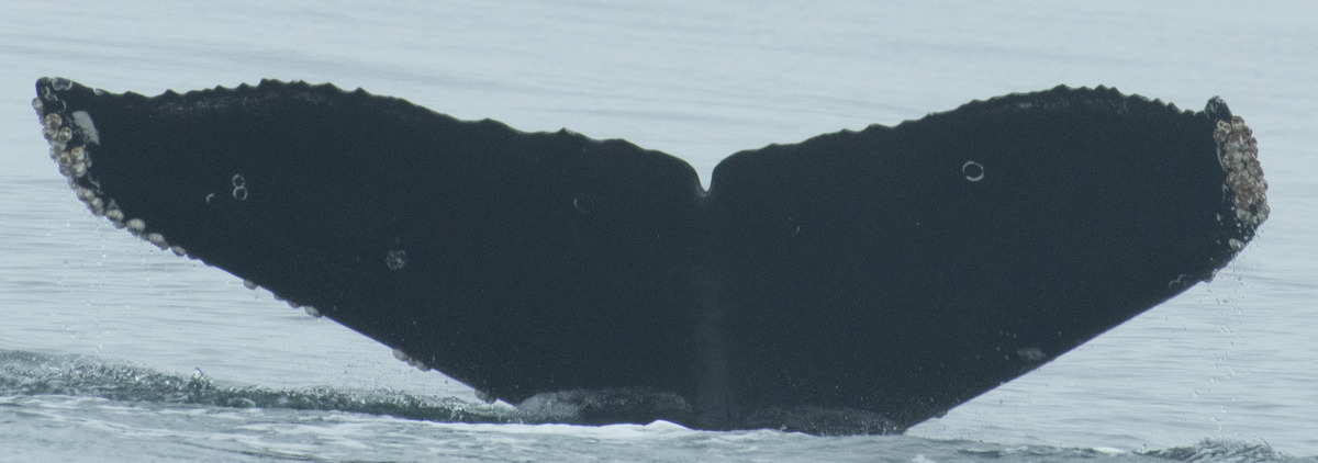 Fluke of CRC-21743