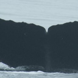 Fluke of CRC-21743