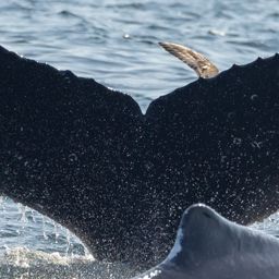 Fluke of CRC-21744