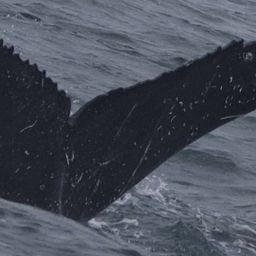 Fluke of CRC-21747