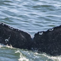 Fluke of CRC-21748