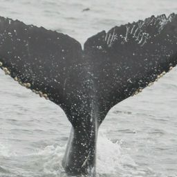 Fluke of CRC-21137