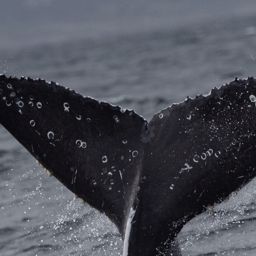 Fluke of 2022-2023 calf of HW-MN0503131