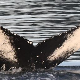 Fluke of GWAK-P402