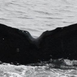 Fluke of GWAK-EVOS-JRM-20230920-1-017