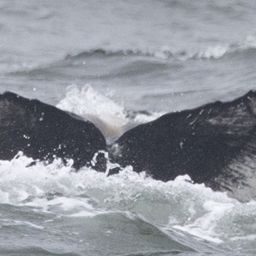 Fluke of CRC-21754