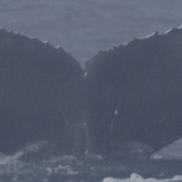 Fluke of CRC-21759