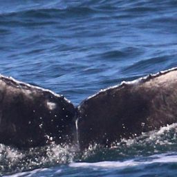 Fluke of CRC-21767