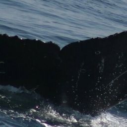Fluke of CRC-21775