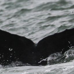 Fluke of CRC-21778